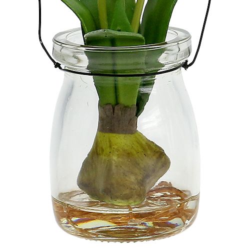 Floristik24 Tulipan biały w szkle H21cm 1szt.
