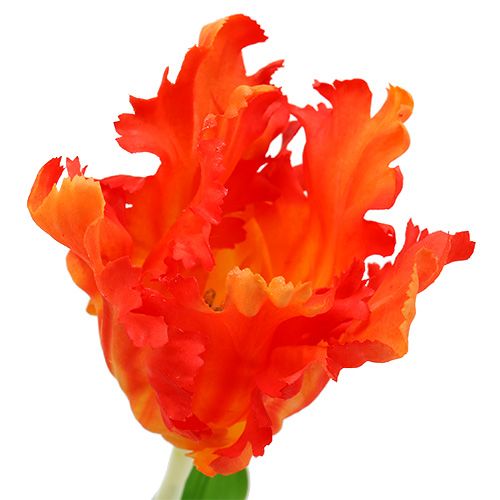 Floristik24 Tulipan Pomarańczowy 70cm