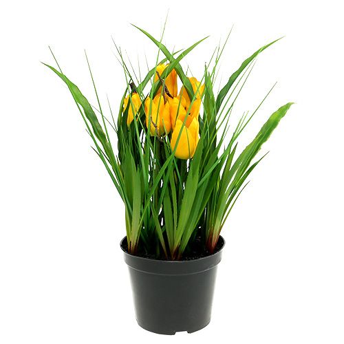 Floristik24 Tulipany w żółtej doniczce 30cm