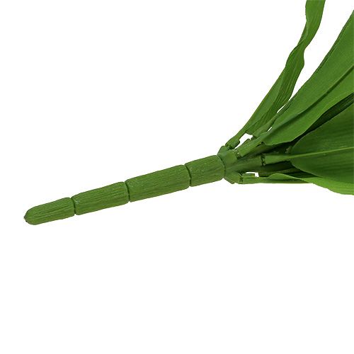 Floristik24 Tulipan Krzak Biały 30cm