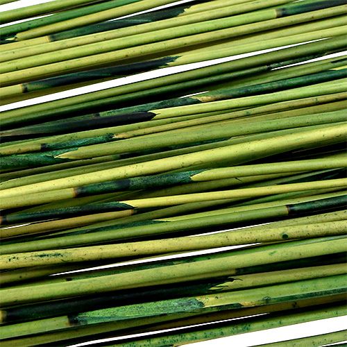 Floristik24 Vlei Reed 400g Dark Green