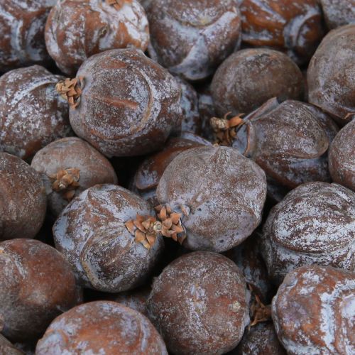 Floristik24 Szyszki jałowca Jałowiec syryjski naturalny Ø1,5–2,5cm 1kg