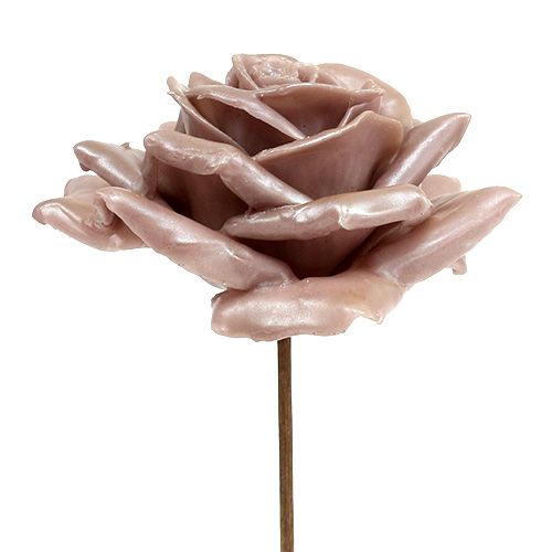 Floristik24 Wosk różany szampański mix Ø10cm 6 szt