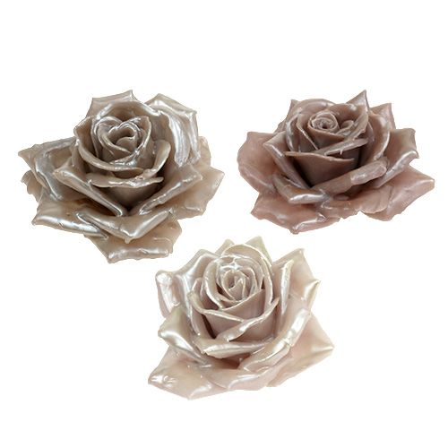 Floristik24 Wosk różany szampański mix Ø10cm 6 szt