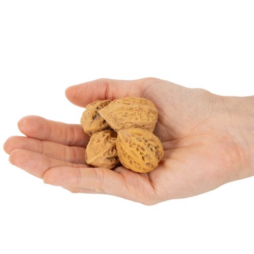 Orzechy włoskie, naturalny produkt do dekoracji stołu i projektów DIY. Naturalne orzechy włoskie, 4-5 cm, 300 g. | Floristik24.pl