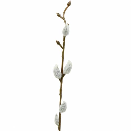 Floristik24 Pęczek wierzby cipki L54cm 3szt
