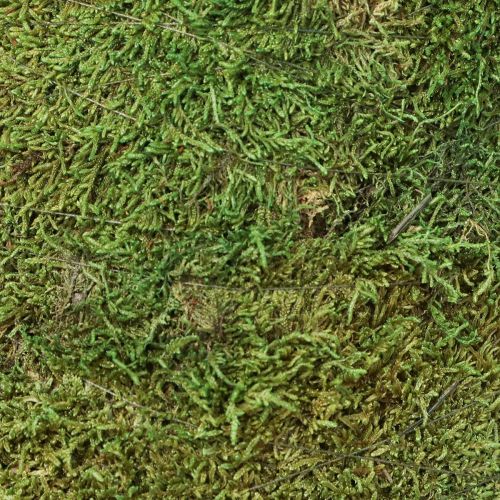 Produkt Ozdoba z mchu choinkowego w kolorze zielonym naturalnym Ø30cm W100cm