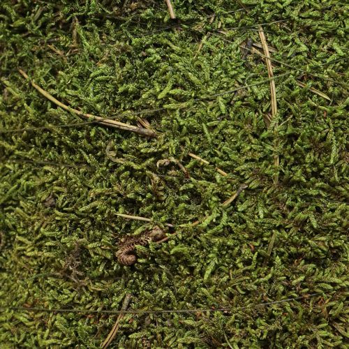 Produkt Ozdoba choinkowa z mchu w kolorze zielonym naturalnym Ø25cm W70cm