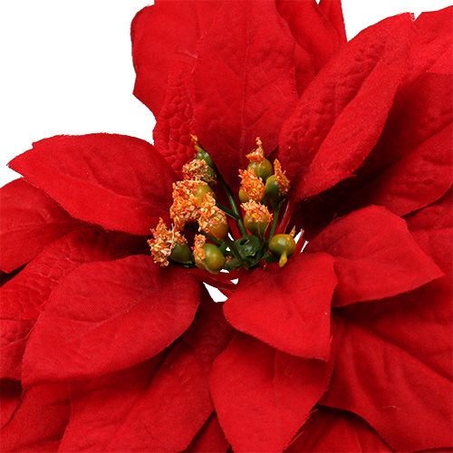 Floristik24 Poinsettia Red 57cm 1szt.