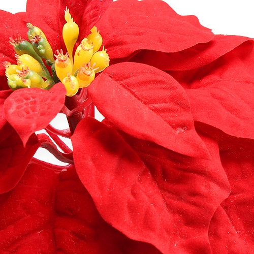 Floristik24 Poinsettia Red 65cm