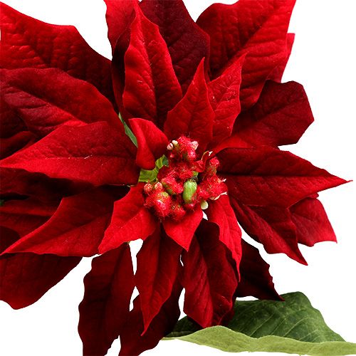 Floristik24 Poinsettia Czerwona 70cm