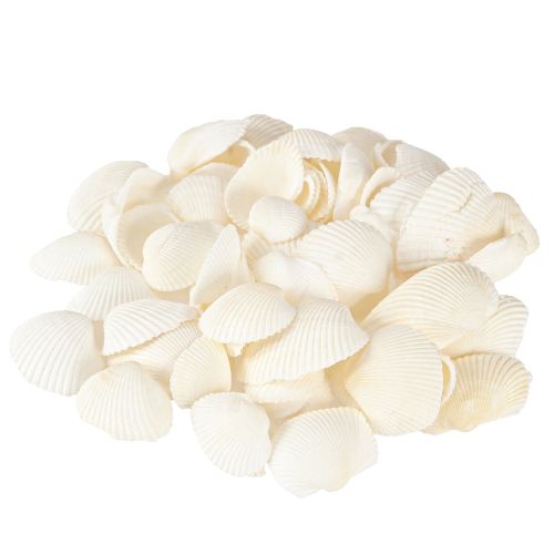 Muszle Białe Ozdobne Małże 2-3,5 cm 300g × 2szt