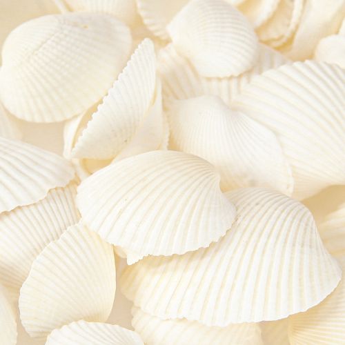 Floristik24 Muszle Białe Ozdobne Małże 2-3,5 cm 300g × 2szt
