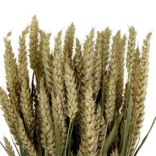 Produkt Pęczek pszenicy natural deco pszenica 1 pęczek 150g