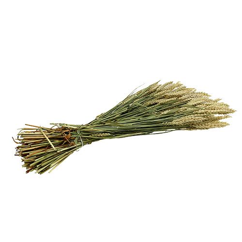 Produkt Pęczek pszenicy natural deco pszenica 1 pęczek 150g