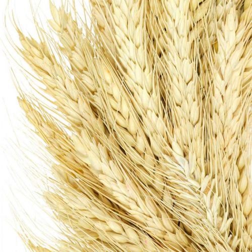 Floristik24 Wieniec naturalny, wieniec pszenny, wieniec pszenny, wieniec zbożowy 30cm
