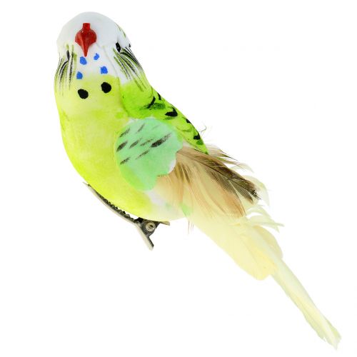 Floristik24 Budgie na klipsie zielony 13cm 6szt