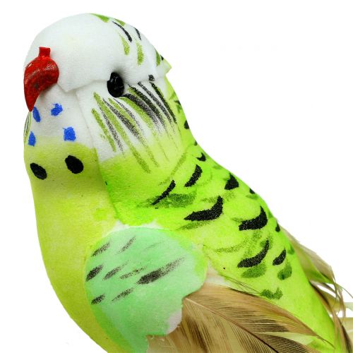 Floristik24 Budgie na klipsie zielony 13cm 6szt