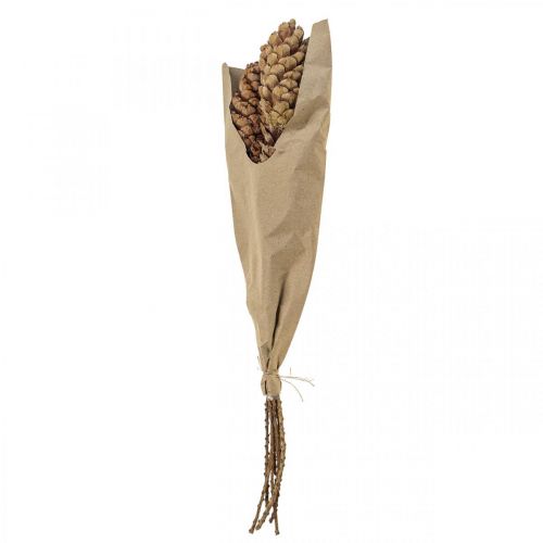 Floristik24 Szyszki sosny białej Szyszki sosnowe wys. 70cm 7 szt. pęczek