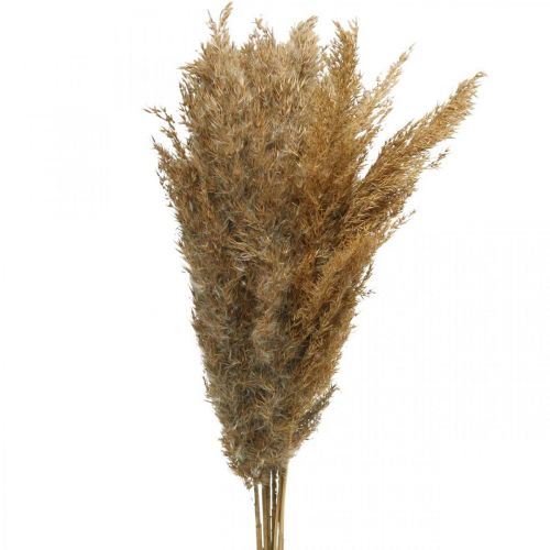 Floristik24 Turzyca sucha trawa naturalna sucha dekoracja 75cm 10 szt
