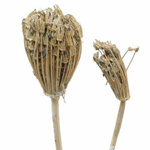 Floristik24 Wildflower Bundle Yarrow Natural, White Washed 30-60cm 150g