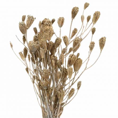 Floristik24 Wildflower Bundle Yarrow Natural, White Washed 30-60cm 150g