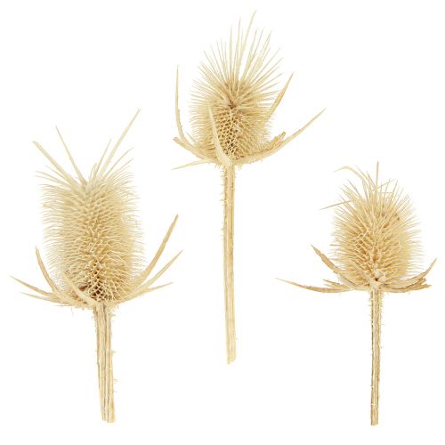 Floristik24 Karbon dziki bielony suszony naturalny dekoracja 3-6cm 1kg