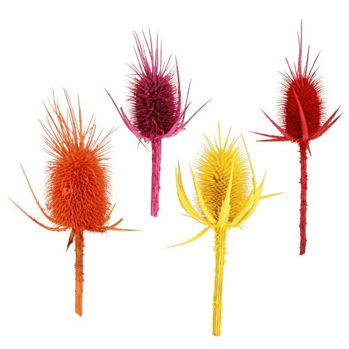 Produkt Główki dzikiego karczocha Suszone Barwione Discacus 3-6cm 1kg