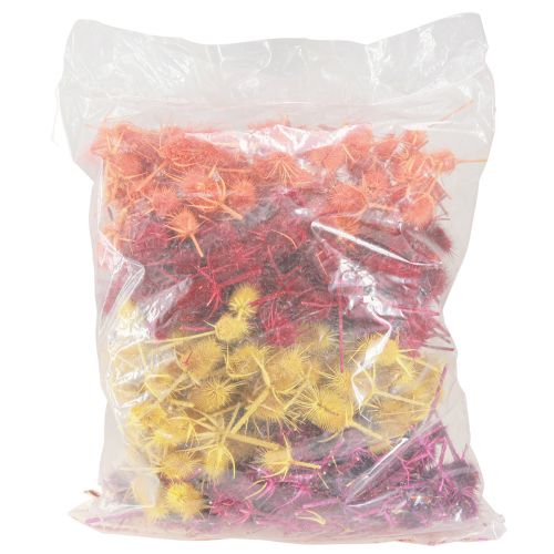 Produkt Główki dzikiego karczocha Suszone Barwione Discacus 3-6cm 1kg