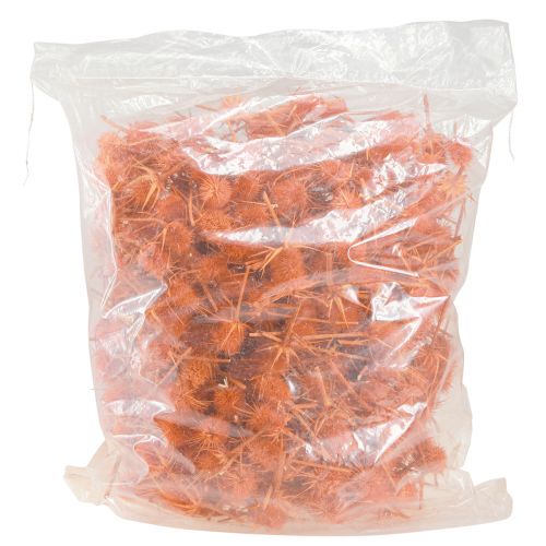 Produkt Dzikie Szczeci Oset Pomarańczowy Suszony Dekoracja 1kg