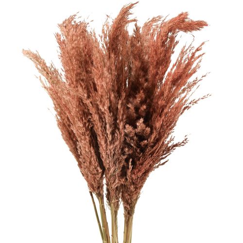 Produkt Wilde Reed Pióropusz Trzcina Sucha Dekoracja Morela 75cm 10 szt