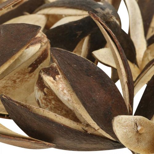Produkt Dzika lilia naturalna dekoracja egzotyczne suszone kwiaty 6-8cm 50 szt