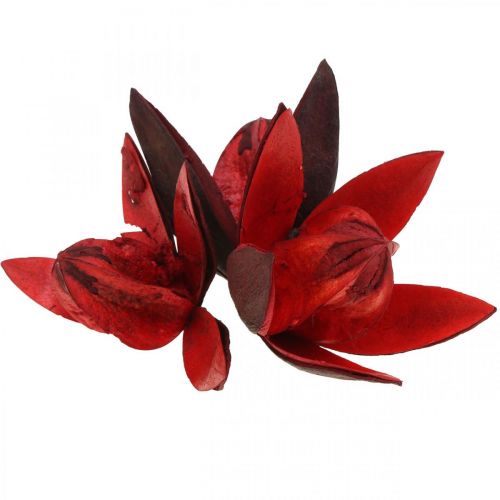 Floristik24 Dzika lilia czerwona naturalna dekoracja suszone kwiaty 6-8cm 50 szt