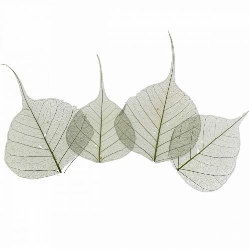 Liście wierzby szkielet ciemnozielone, natura deco, liście dekoracyjne 200p