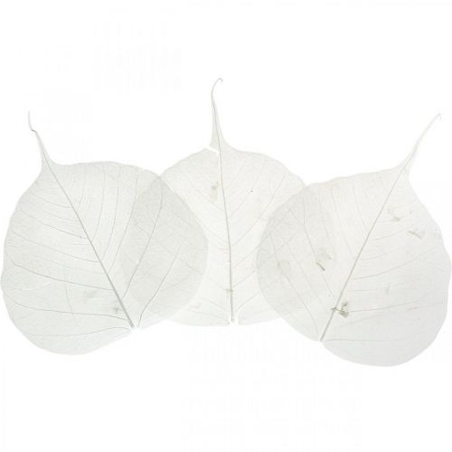 Floristik24 Liście szkieletowe bielone Liście wierzby szkieletowane 8-10cm 300 szt