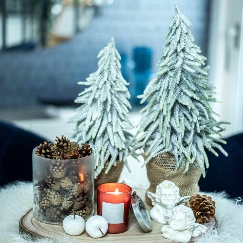 Floristik24 Jodła zimowa w doniczce, dekoracja świąteczna, drzewko jodłowe ze śniegiem H45cm