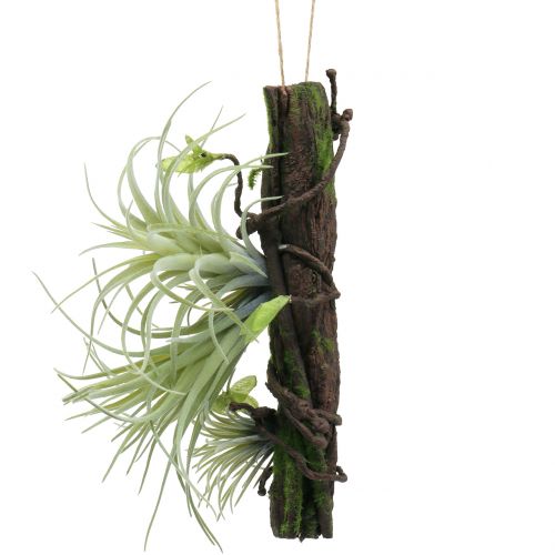 Floristik24 Korzeń z Tillandsia do zawieszenia 26cm