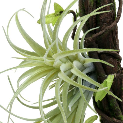 Floristik24 Korzeń z Tillandsia do zawieszenia 26cm