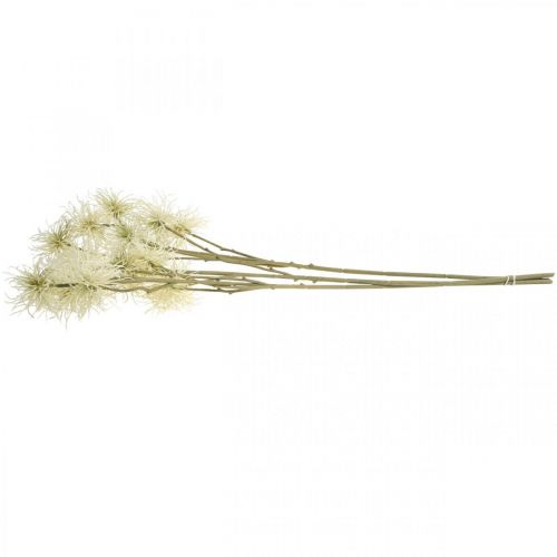 Produkt Xanthium sztuczny kwiat kremowy jesienna dekoracja 6 kwiatów 80cm 3szt