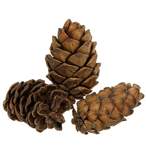 Floristik24 Szyszki naturalne 9cm - 10cm 6 szt