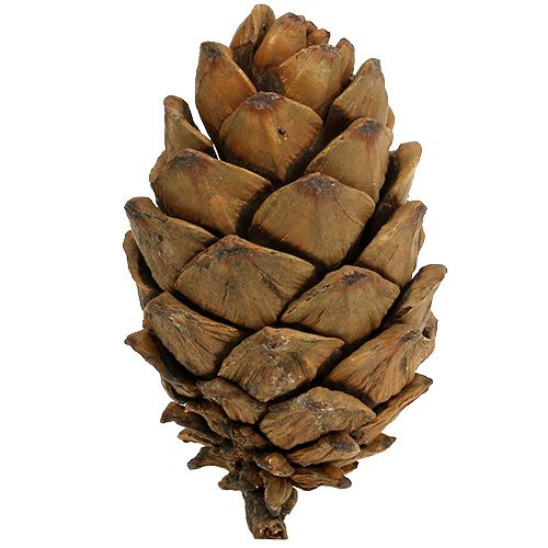 Floristik24 Szyszki naturalne 9cm - 10cm 6 szt