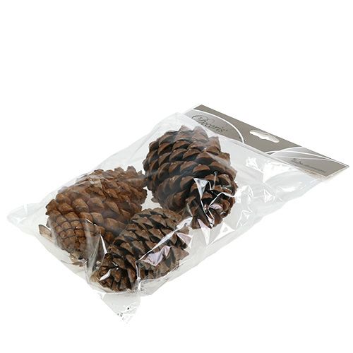 Produkt Szyszki Pinus Maritima 10cm - 15cm Naturalne 3 szt