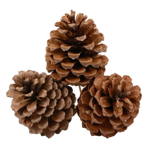 Produkt Szyszki Maritima Sosna Morska Naturalna 5-10cm na patyku 50 sztuk