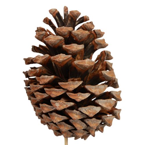 Produkt Szyszki Maritima Sosna Morska Naturalna 5-10cm na patyku 50 sztuk