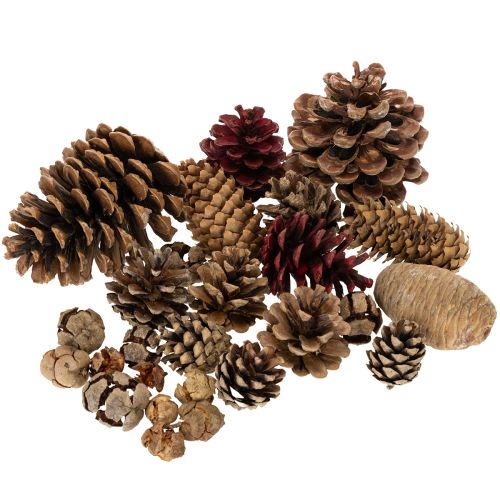 Naturalny mix szyszek do dekoracji i prac kreatywnych 2-10 cm 400 g kupić | Floristik24.pl
