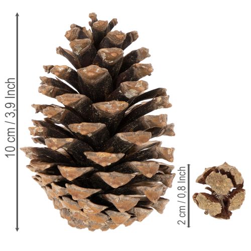 Naturalny mix szyszek do dekoracji i prac kreatywnych 2-10 cm 400 g | Floristik24.pl