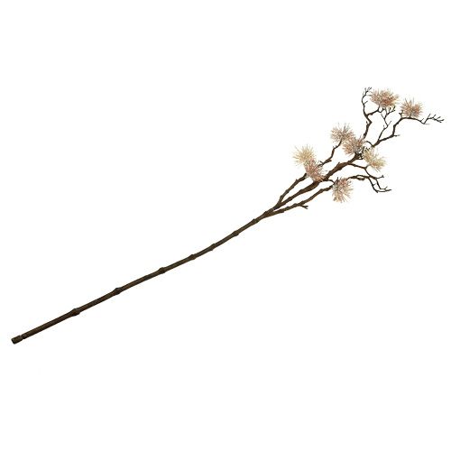 Floristik24 Gałązka oczaru wirginijskiego szampan 112cm