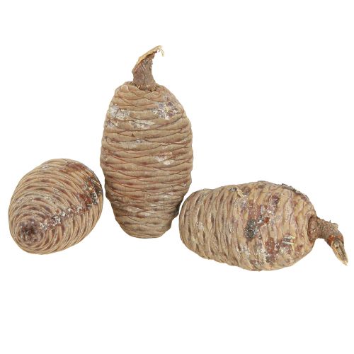 Produkt Szyszki cedrowe dekoracyjne cedr naturalny 9-10,5cm 3 szt