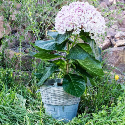 Floristik24 Wiaderko cynkowe z wikliną Ø32cm H27,5cm