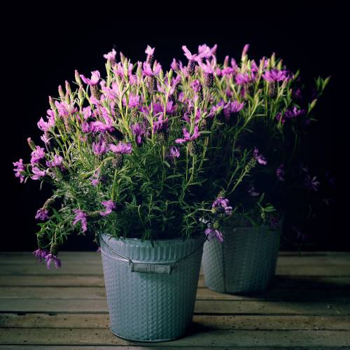 Floristik24 Wiadro cynkowe z wzorem wiklinowym szare, białe myte Ø18cm H17,5cm